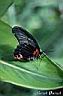008papillon sur feuille.jpg